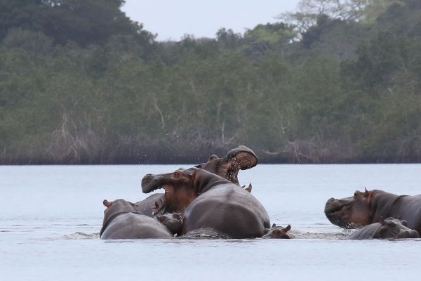 peche-gabon-tourisme-Hippopotame