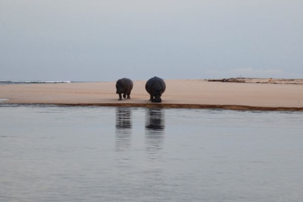 peche-gabon-tourisme-hippo-Julien Derozier